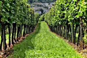 Earn Cash by Providing Local Experiences to Travelers like a Winery Tour