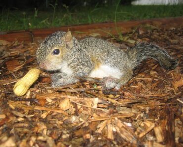 image of a squirrel eating a vegetable - Thinking of Owning a Squirrel As a Pet