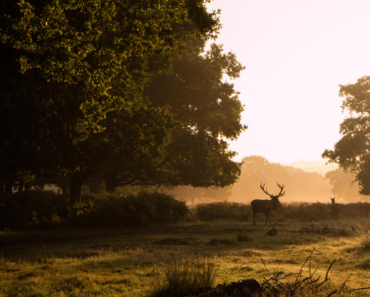 Richmond Park